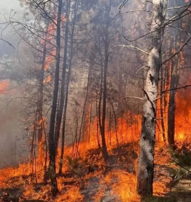 Adana'da orman yangını! Ekiplerin çabası sonuç verdi, alevler kontrol altına alındı