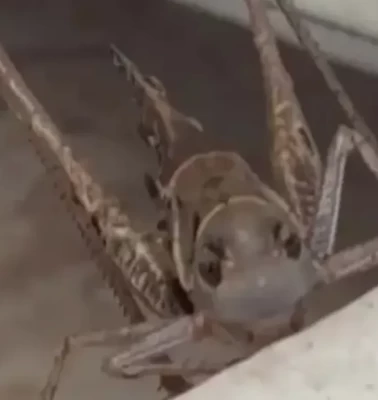 Çekirge istilası ne anlama gelir? Çekirge istilası neyin habercisidir?