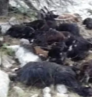 Yıldırımın isabet ettiği sürüde 50 hayvan telef oldu
