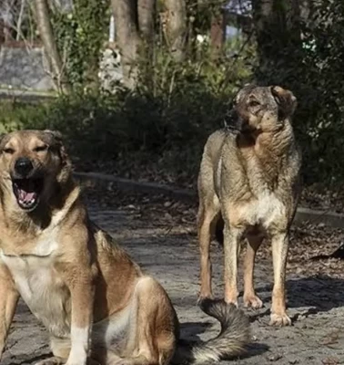Muğla'da sahipsiz hayvan sorununda büyük başarı