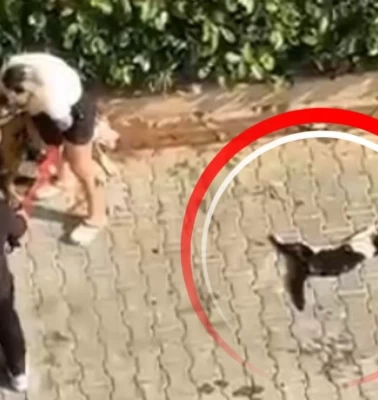 Sokak kedisini öldürdü, sahibi 'Polisi aramayın' dedi