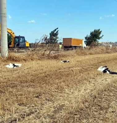 Tekirdağ’da yaklaşık 30 leylek tarlada ölü bulundu
