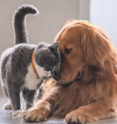 Veterinerden kedi ve köpek sahiplerine kritik uyarı