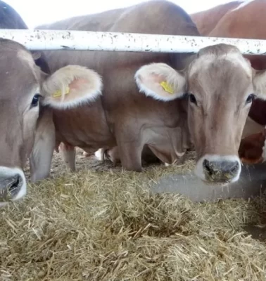 Tanımlanmamış hayvanlar için yeni uygulama