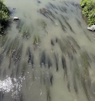 Ardahan'da Kura Nehri'nde gizemli balık ölümleri!