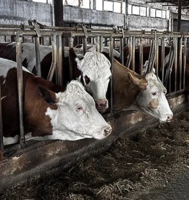 Amasya'da hayvan pazarları geçici olarak kapatıldı