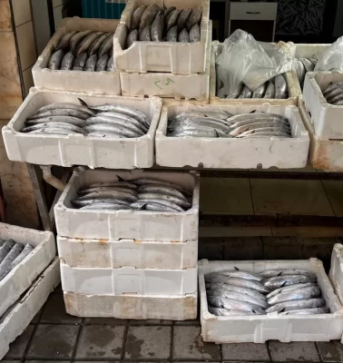 Küçük tekneyle açıldılar, yaklaşık 3 bin palamutla döndüler