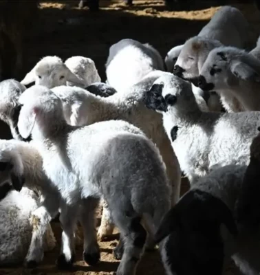 TİGEM'den 29,9 milyon TL'lik satış! 2 bin 110 küçükbaş için ihale tarihi açıklandı