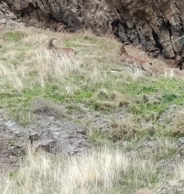 Nesli tükenme tehlikesi altındaki dağ keçileri Harput'ta görüntülendi!
