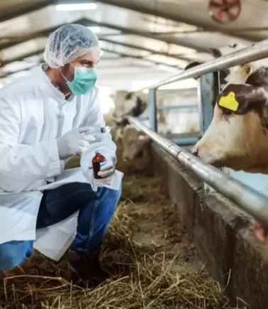 Milas'ı şap hastalığı vurdu!