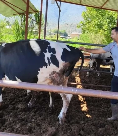 Muğla'da şap alarmı! 11 mahalle karantinaya alındı