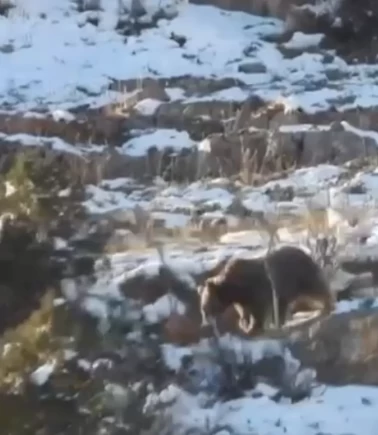 Gümüşhane’den iç ısıtan anlar! Anne ayı ve yavrusu görüntülendi