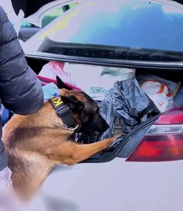 Zehir tacirlerine 73 ilde darbe: 475 kişi tutuklandı