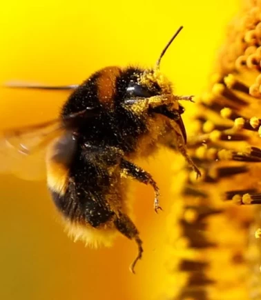 Arılar sandığımızdan daha zeki!