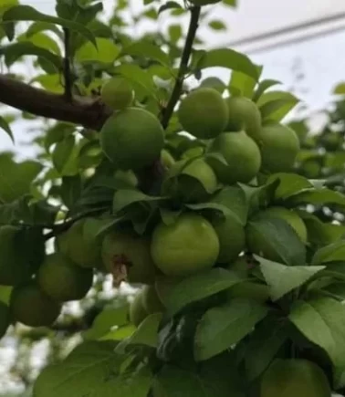 Altınla yarışıyordu, fiyatı çakıldı! Can erikte açık hava indirimi