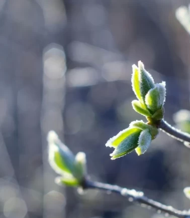 Malatya Valiliği'nden zirai don uyarısı