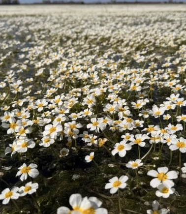 Kızılırmak deltası beyaza büründü: Su papatyalarının sadece bir ay ömrü var!