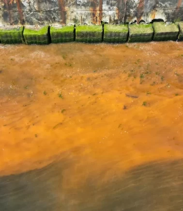 Tekirdağ sahillerinde renk değişimi