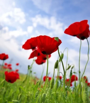 Görenler hayran kalıyor: Gelincik tarlalarında bahar mesaisi başladı!