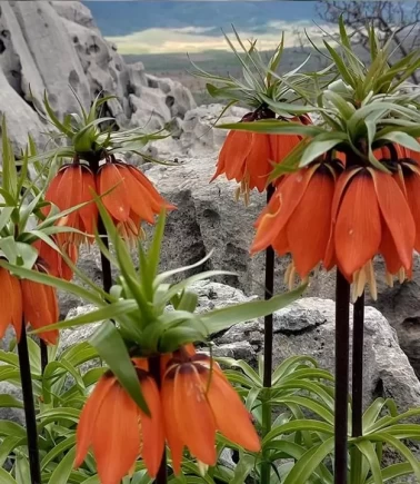 Baharın müjdecisi ters laleler açtı!