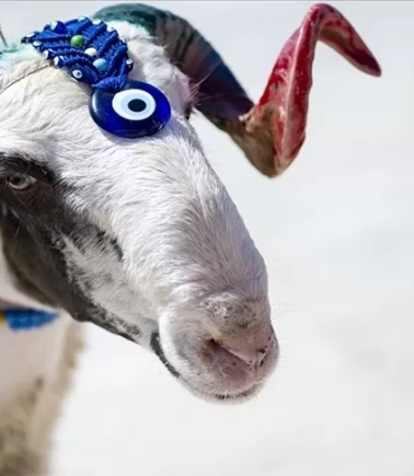 2026 kurban bedelleri belli oldu!