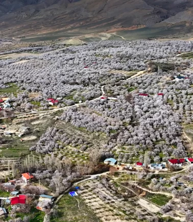 Malatya beyaza büründü: 2 milyon kayısı ağacı aynı anda çiçek açtı!