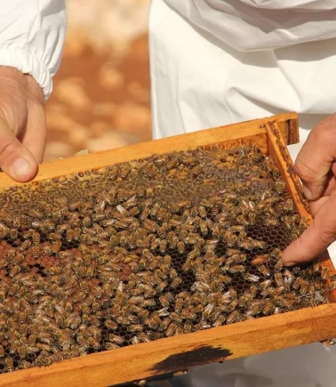 Bal Tebliği’ne “Temel Petek” ayarı!