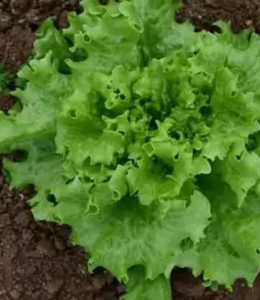 Tarsus’taki 'marul' videosu kurgu çıktı