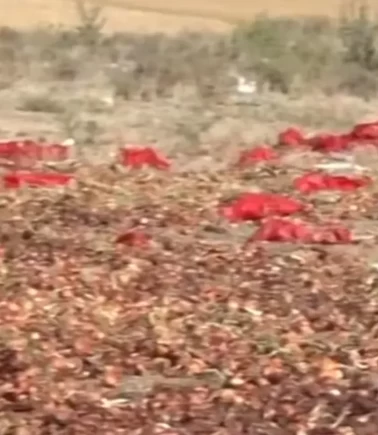 Polatlı’daki 'soğan' skandalına Ticaret Bakanlığı el koydu