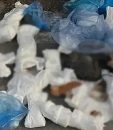 33 kedinin ölü bulunduğu vahşette flaş gelişme!