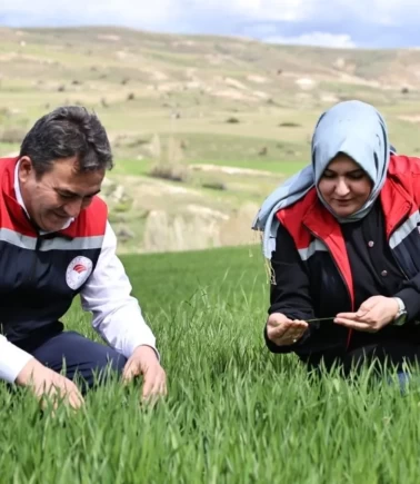 Verim yüzde 50 düşebilir, hemen tarlaya gidin!