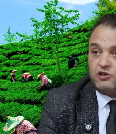 2026 yılı yaş çay hasat ve yevmiye ücretleri açıklandı!