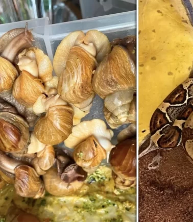 İstanbul’da egzotik hayvan operasyonu!