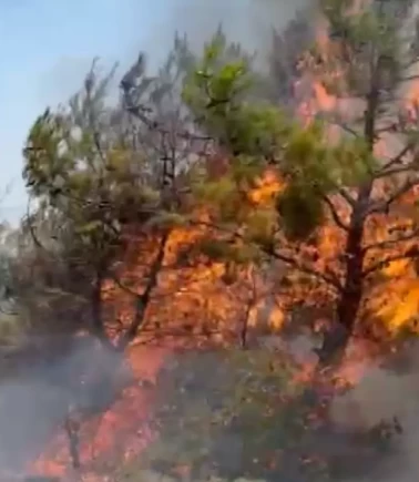 Muğla'da tarım arazisinde çıkan yangın ormana sıçradı!