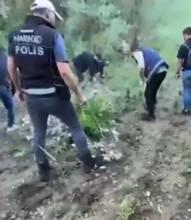 UNESCO listesindeki Hevsel Bahçeleri'nde 12 bin kök kenevir ele geçirildi!