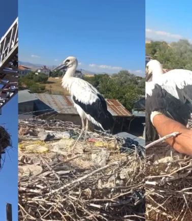 Yavru leyleğin imdadına ekipler yetişti
