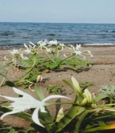 Samsun'da doğaya zarar veren yandı! 699 bin TL'lik rekor ceza kesildi