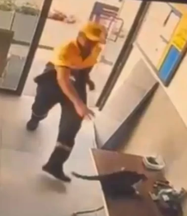 Kedinin saldırdığı kargayı görevli kurtardı
