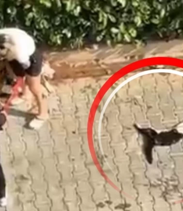 Sokak kedisini öldürdü, sahibi 'Polisi aramayın' dedi
