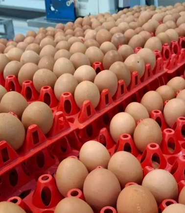 Tavuk eti ve yumurta üretiminde büyük artış