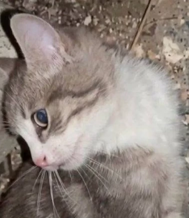 Yavru kediye işkence eden 2 kişi aranıyor