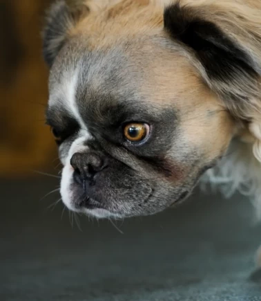 Dünyanın en çirkin köpeği seçildi