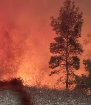 Hatay'da orman yangını paniği!