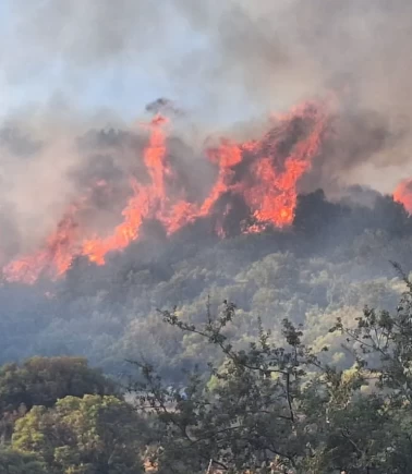 Antalya'da makilik alanda yangın çıktı