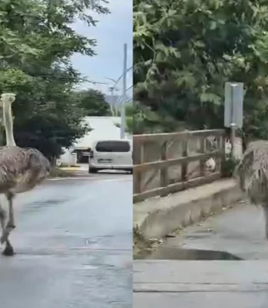 Hayvanat bahçesinden kaçan deve kuşu trafiği karıştırdı