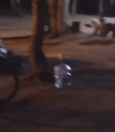 Çadırın yanına gelen aç ayıyı 'Hoşt' diyerek kaçırdılar!