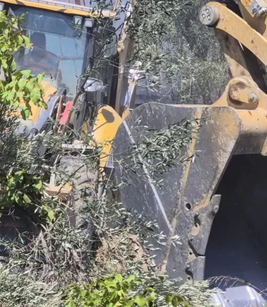 Manavgat’ta yangın zeytinliğe sıçradı: Yaklaşık 100 ağaç zarar gördü
