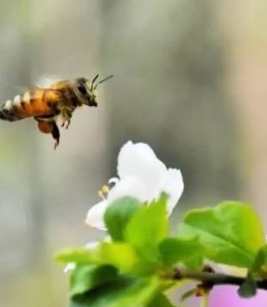 Kastamonu'da arı sokması acı sonla bitti