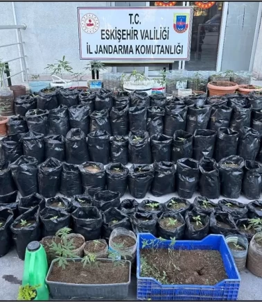 Eskişehir’de saksılarda kenevir yetiştiren şüpheli tutuklandı