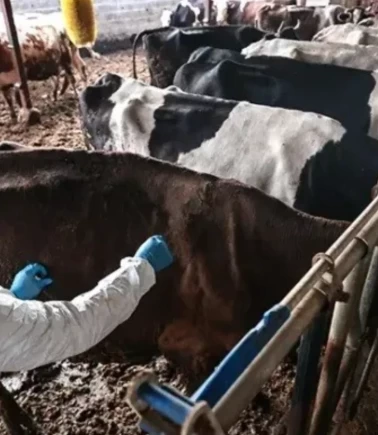 5 mahalle karantinaya alındı, hayvan hareketleri durduruldu